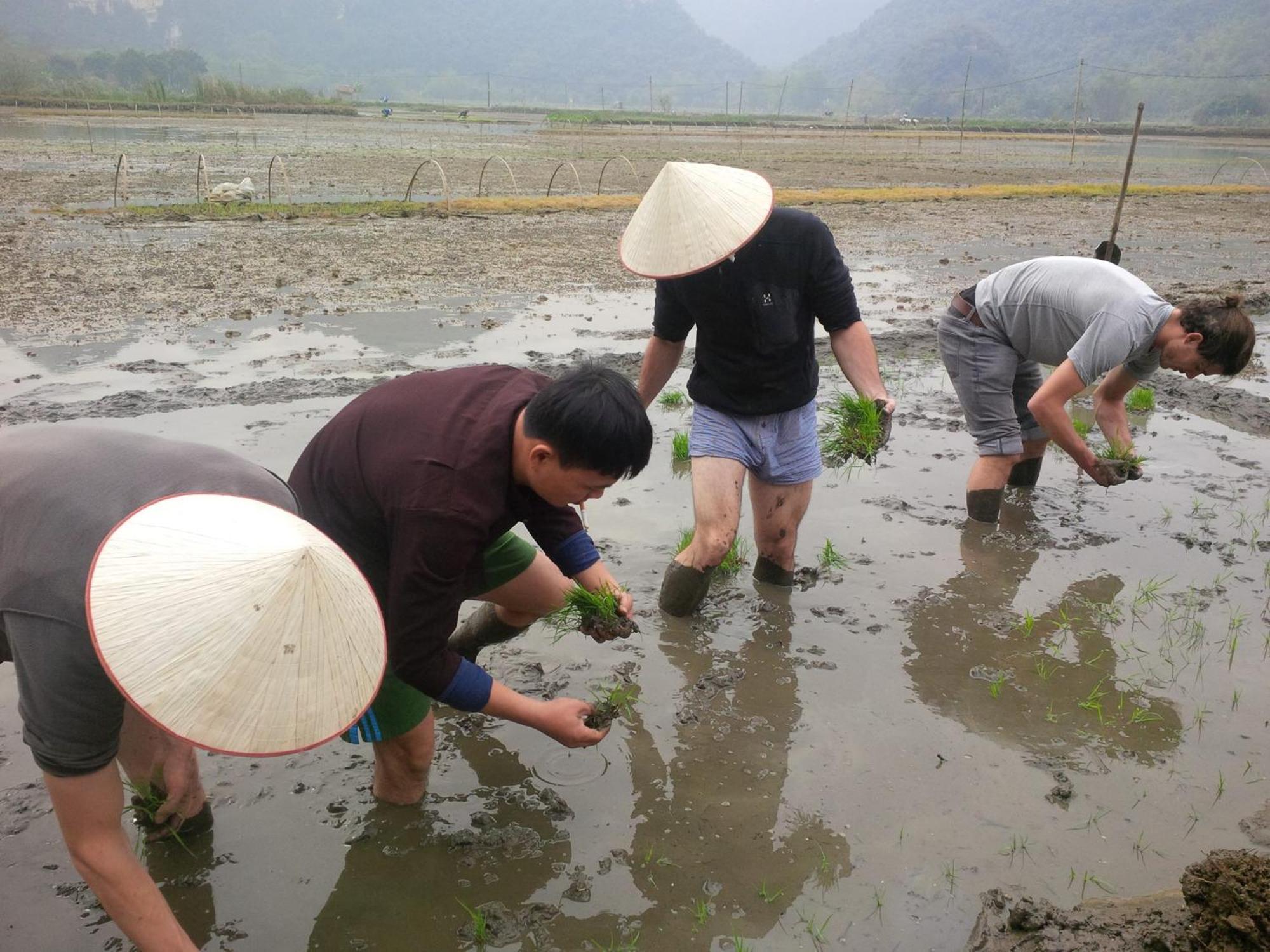 Tam Coc Rice Fields Resort Ninh Binh Dış mekan fotoğraf